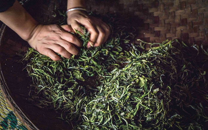 Trà xanh từ lâu đã không còn xa lạ gì đối với người tiêu dùng. Hãy cùng tìm hiểu về quy trình sản xuất chế biến trà xanh nhé.
