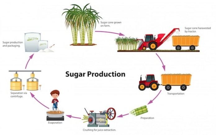 Hiện nay có rất nhiều loại đường ăn ra đời. Và trong bài viết sau, Foodnk sẽ cùng bạn tìm hiểu quy trình sản xuất đường ăn từ mía...
