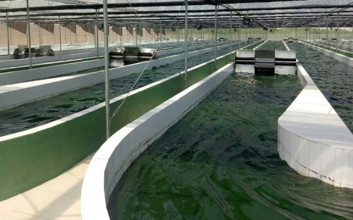 Bột tảo Spirulina dạng viên nén là sản phẩm rất được ưa chuộng. Foodnk sẽ cùng bạn tìm hiểu quy trình sản xuất bột tảo Spirulina...