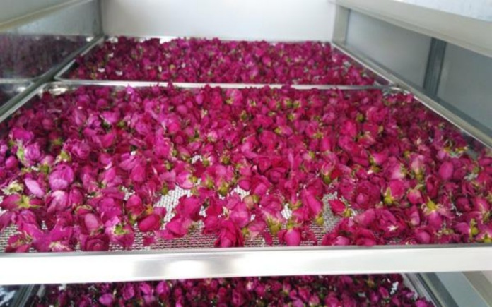 Sản phẩm hoa hồng sấy hiện nhận được rất nhiều sự quan tâm. Vậy, bạn hãy cùng Foodnk tìm hiểu quy trình sản xuất hoa hồng sấy...