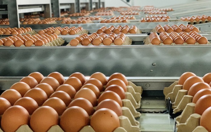 Trứng gà công nghiệp dần trở thành lựa chọn của nhiều người. Foodnk sẽ cùng bạn tìm hiểu quy trình sản xuất trứng gà công nghiệp...