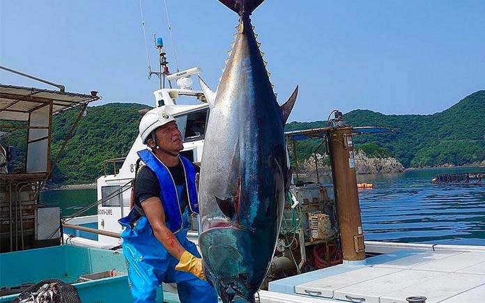 Cá ngừ hay cá ngừ đại dương là một trong những loài khá phổ biến. Cùng tìm hiểu về những thông tin thú vị về loài cá này trong bài viết sau.