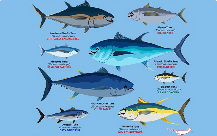 Cá ngừ hay cá ngừ đại dương là một trong những loài khá phổ biến. Cùng tìm hiểu về những thông tin thú vị về loài cá này trong bài viết sau.