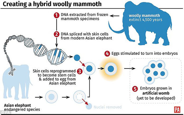 Một phát minh mới trong ngành thực phẩm là "thịt chay" cấy DNA của voi Ma Mút. Hương vị còn thơm ngon hơn sản phẩm thịt truyền thống.