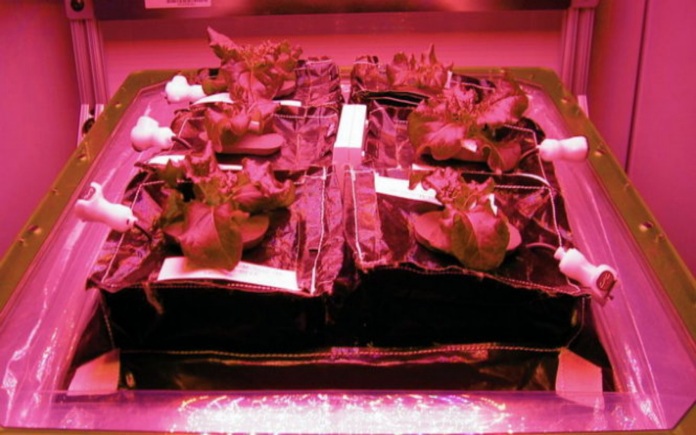 Hiện nay, việc trồng rau ngoài vũ trụ đã phát triển hơn mong đợi. Cụ thể hơn đó là trồng rau tại trạm ISS của NASA...