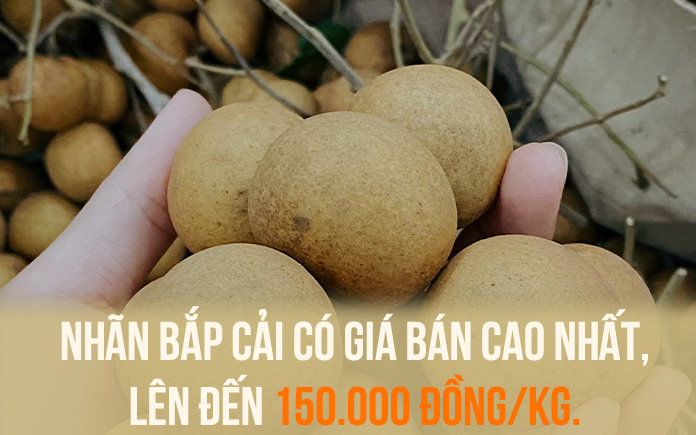 Nhãn bắp cải, còn được gọi là nhãn Bảy Lộc, là một loại nhãn đặc sản của vùng Bà Rịa - Vũng Tàu. Trái nhãn có vỏ sáng bóng, cứng cáp, cơm dày