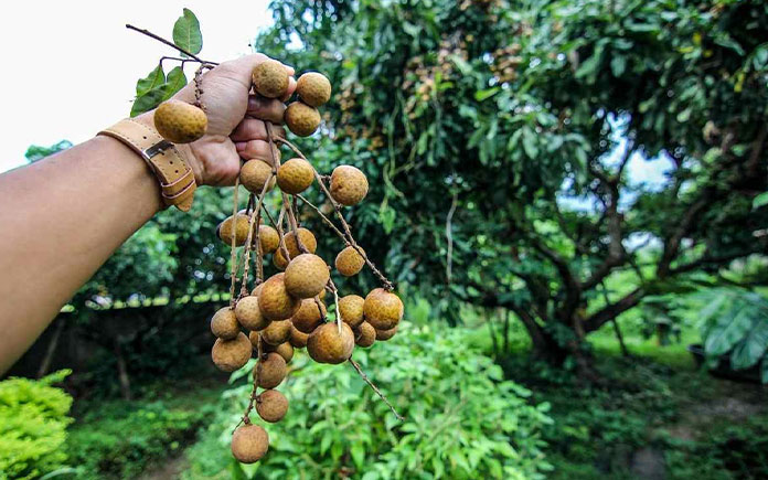 Có 2 đặc điểm quan trọng khiến quá trình bảo quản nhãn sau khi thu hoạch là quả không có đỉnh hô hấp, thu hoạch theo mùa