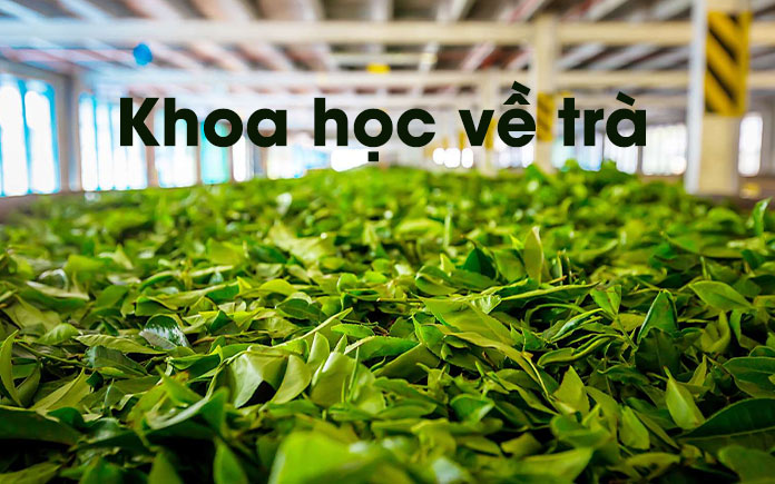 Các loại trà đều làm từ lá của cây trà, Camellia sinensis. Sáu loại chính – trà trắng, trà vàng, trà xanh, trà ô long, trà đen, trà lên men.