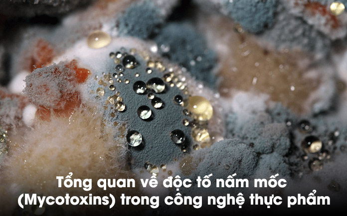 Độc tố nấm mốc là chất độc tự nhiên được tạo ra bởi một số loại nấm mốc và có thể tìm thấy trong thực phẩm trong điều kiện ấm áp và ẩm ướt