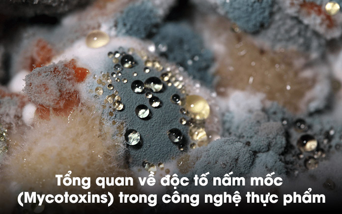 Độc tố nấm mốc là chất độc tự nhiên được tạo ra bởi một số loại nấm mốc và có thể tìm thấy trong thực phẩm trong điều kiện ấm áp và ẩm ướt