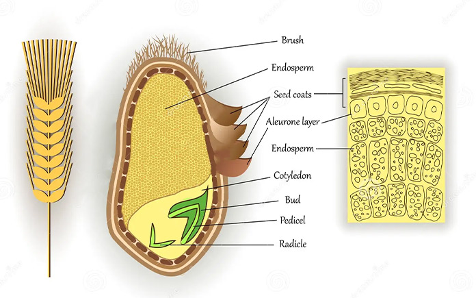 Cấu trúc tổng thể của các hạt ngũ cốc là giống nhau. Hạt ngũ cốc gồm có 3 phần chính: vỏ trấu, nội nhũ và phôi hoặc mầm.