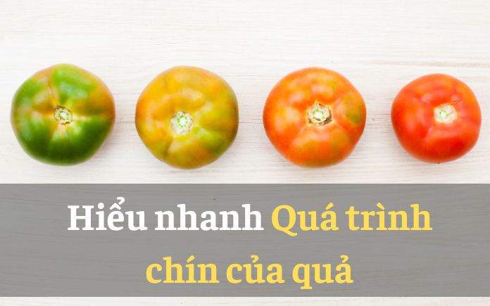 Quá trình chín của quả không chỉ là sự biến đổi hóa học và sinh lý, mà còn là một cuộc hành trình mà quả thông qua để trở nên thu hút...