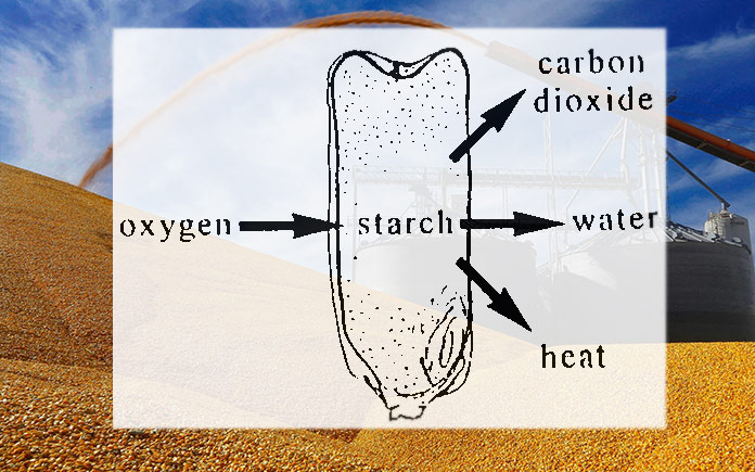 Quá trình hô hấp hiện tượng "bốc nóng" ở ngũ cốc và củ quả là một hiện tượng sinh học phổ biến ở các loại nguyên liệu giàu saccharide.