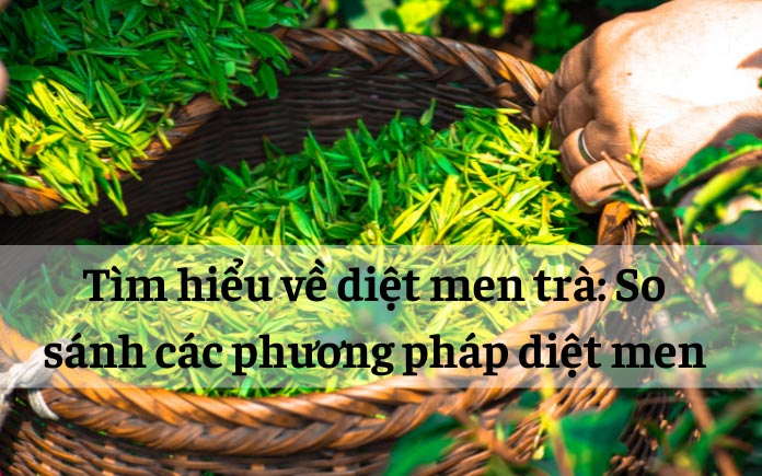 Trong quá trình sản xuất trà, việc diệt men là một bước quan trọng để ngăn chặn quá trình oxy hóa và lên men tự nhiên trong lá trà...