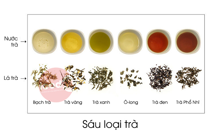 Các loại trà đều làm từ lá của cây trà, Camellia sinensis. Sáu loại chính – trà trắng, trà vàng, trà xanh, trà ô long, trà đen, trà lên men.