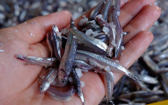 Mắm cá được xem là đặc sản của người dân miền Tây Nam Bộ. Trong bài viết sau, Foodnk sẽ cùng bạn tìm hiểu về nguyên liệu sản xuất mắm cá...