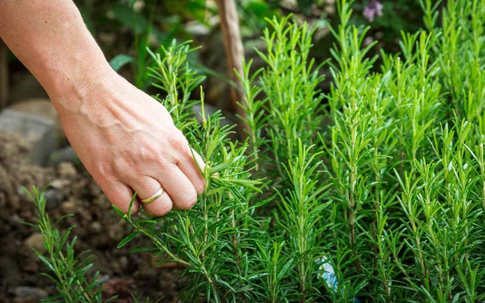 Hầu như mọi người chỉ biết đến lợi ích của hương thảo nhưng ít ai biết về các tác hại của cây hương thảo. Hãy cùng Foodnk tìm hiểu nhé!