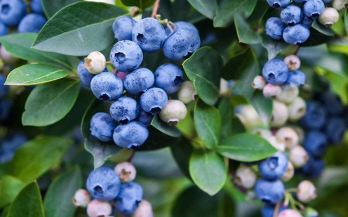 Hoạt tính sinh học có lợi - anthocyanin việt quất có nhiều giá trị cho sức khỏe. Cùng Foodnk tìm hiểu những lợi ích đó là gì nhé!