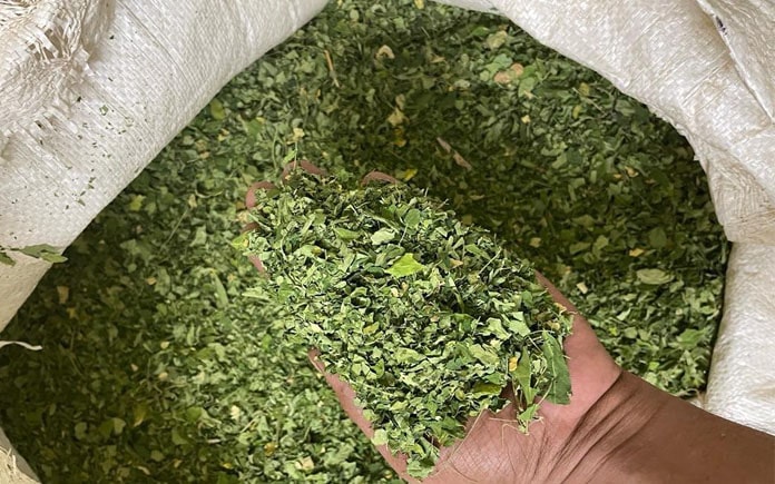 Bột chùm ngây – nguồn dưỡng chất tự nhiên giàu giá trị dinh dưỡng. Hãy cùng Foodnk khám phá sơ lược về quy trình sản xuất bột chùm ngây nhé!