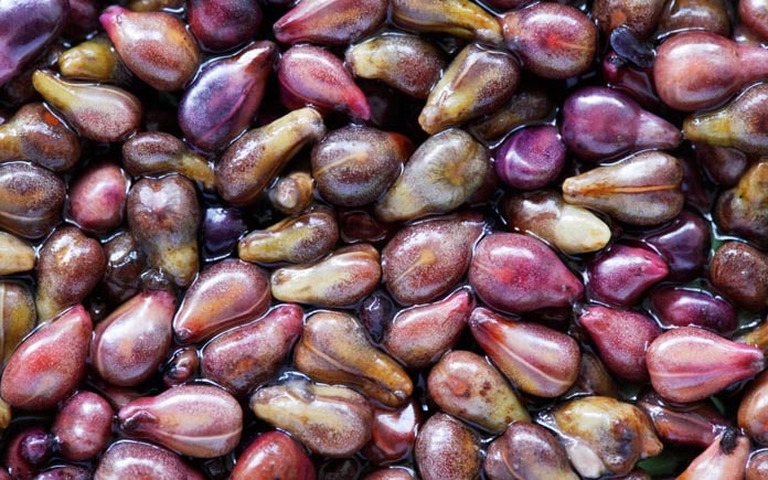 Dầu hạt nho là nguyên liệu quý giá trong ngành thực phẩm và chăm sóc sức khỏe. Cùng Foodnk khám phá công dụng tuyệt vời của dầu hạt nho nhé!