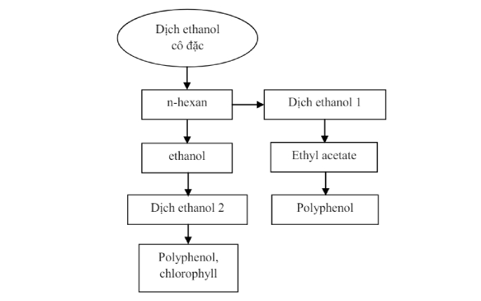 Bột chống oxy hóa được tạo từ nguồn nguyên liệu cây ngô. Để biết chúng được tạo như nào, hãy cùng tìm hiểu trong phần hai của quy trình này.