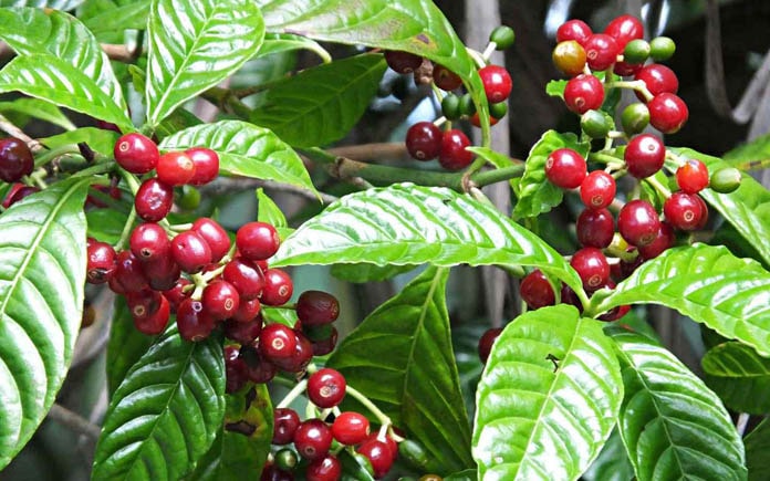 Arabica không chỉ nổi bật về hương vị mà còn có một lịch sử lâu đời. Cùng Foodnk khám phá về quy trình sản xuất cà phê Arabica nhé!