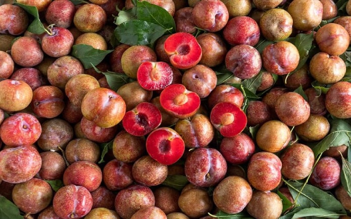 Mận khô là món ăn nhẹ phổ biến, được làm từ quả mận tươi sấy khô. Đây không chỉ ngon miệng mà còn mang lại nhiều lợi ích cho sức khỏe.