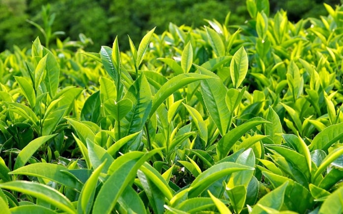 Trà hòa tan với sự tiện lợi, đa dạng, đây là loại trà không thể thiếu trong các loại thức uống được tiêu dùng nhiều.