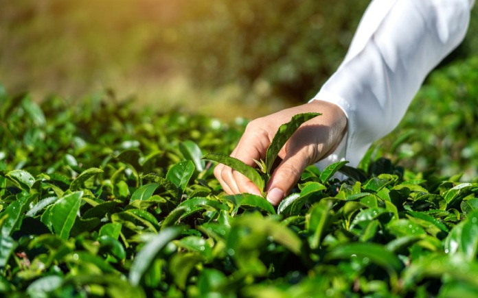 Trà xoài đóng chai với hương vị thanh mát từ sự kết hợp giữa trà và xoài, đang ngày càng thu hút người tiêu dùng yêu thích sự mới lạ.