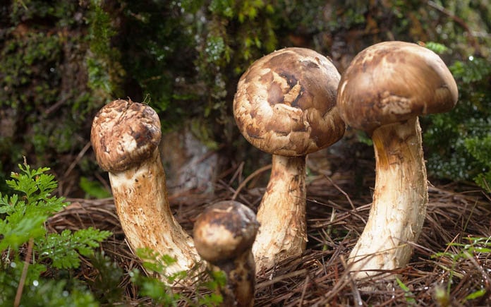 Nấm Matsutake, với hương vị độc đáo và giá trị ẩm thực vượt trội, từ lâu đã trở thành một trong những loại nấm đắt đỏ nhất trên thế giới.