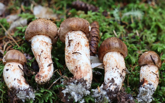Nấm Matsutake, với hương vị độc đáo và giá trị ẩm thực vượt trội, từ lâu đã trở thành một trong những loại nấm đắt đỏ nhất trên thế giới.