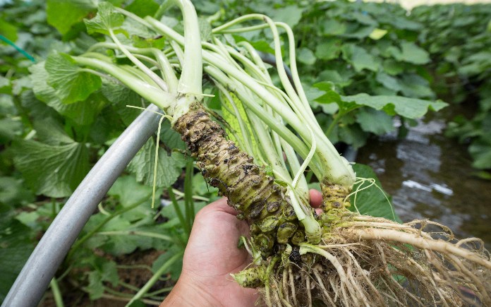 Wasabi được xem là một loại gia vị không thể thiếu trong các món ăn của Nhật Bản. Vậy Foodnk sẽ cùng bạn tìm ra những bí mật của wasabi