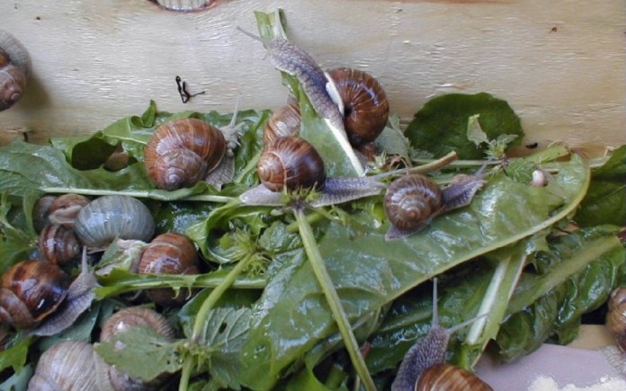 Escargot là loại ốc sên được chế biến cầu kì để tạo nên những món ăn nổi tiếng. Foodnk sẽ cùng bạn tìm hiểu cách sơ chế ốc sên Escargot