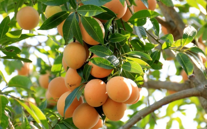 Vào mùa hè hay những ngày ôi bức thì quả thanh trà lại được nhiều người săn đón. Vậy Foodnk sẽ cùng bạn tìm hiểu rõ về quả thanh trà này