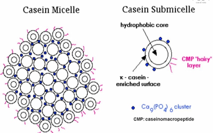 Sữa là thực phẩm cung cấp nhiều chất dinh dưỡng thiết yếu cho con người, protein là thành phần quan trọng đến giá trị và tính chất của sữa.