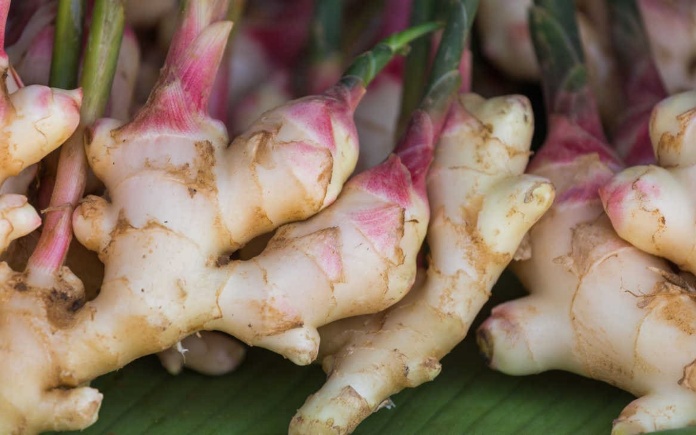 Gừng Gari là một món ăn quen thuộc trong ẩm thực Nhật Bản. Và Foodnk sẽ cùng bạn tìm hiểu rõ hơn về quy trình sản xuất gừng Gari Nhật Bản này