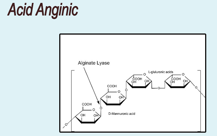 tat-tan-tat-ve-acid-alginic-duoc-ung-dung-trong-san-xuat-thuc-pham1