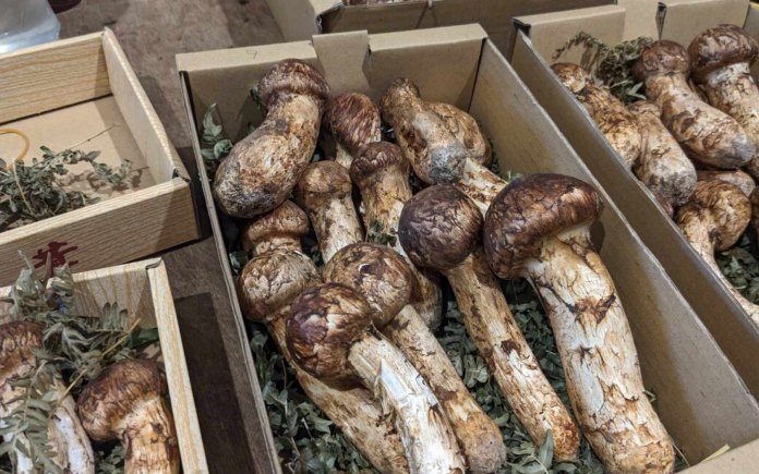 Matsutake của Nhật Bản được liệt kê vào top các loại nấm thượng hạng. Hơn hết, với những lý do này đã khiến nấm Matsutake có giá đắt đỏ
