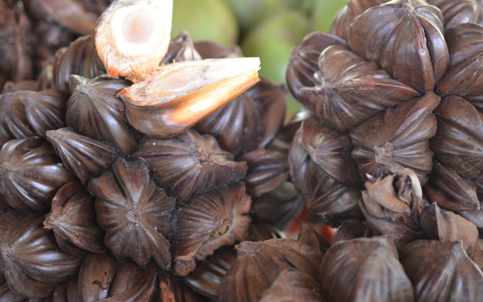 Ở miền Tây Nam Bộ, dừa nước là món ăn đặc sản mà ai ai cũng ưa thích. Vậy trong bài viết sau, Foodnk sẽ cùng bạn tìm hiểu về quả dừa nước
