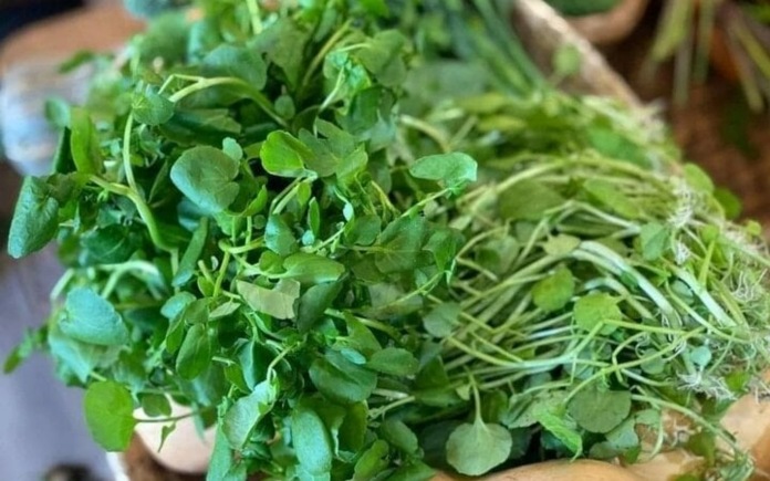 Rau xanh là thực phẩm cung cấp dưỡng chất thiết yếu cho cơ thể. Trong đó, người ta không thể bỏ qua rau xà lách xoong vì nó rất bổ dưỡng
