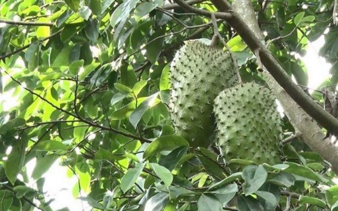 Mãng cầu xiêm là loại trái cây bình dân và rất quen thuộc trong đời sống. Foodnk sẽ cùng bạn tìm hiểu rõ hơn về quả mãng cầu xiêm này nhé!