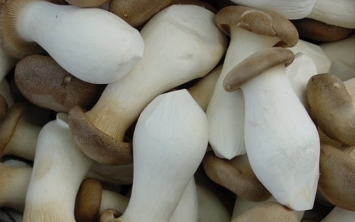 Nấm đùi gà không chỉ phổ biến mà còn mang lại nhiều giá trị dinh dưỡng và lợi ích sức khỏe. Foodnk sẽ cùng bạn tìm hiểu về nấm đùi gà nhé!