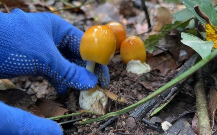 Nấm trứng gà là thực phẩm có giá trị cao nên được nhiều người ưa thích. Hơn hết, những lợi ích của nấm trứng gà đối với sức khỏe vô cùng lớn