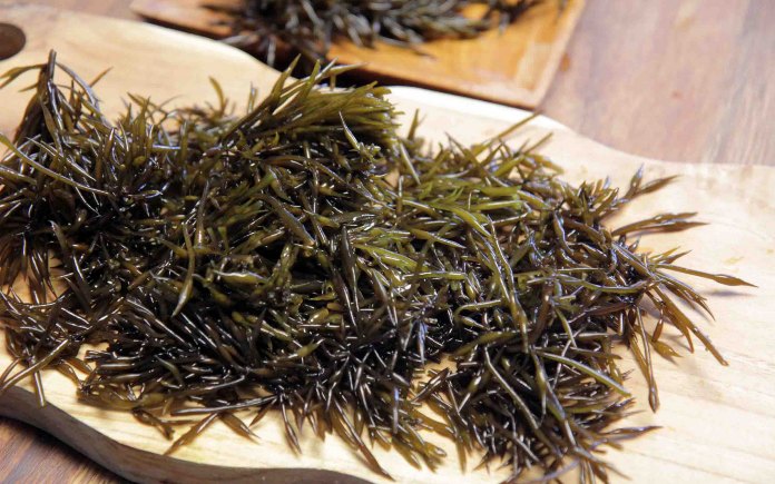 Hijjki là loại rong biển được người dân Nhật Bản ưa chuộng và rất phổ biến. Foodnk sẽ cùng bạn tìm hiểu rong biển Hijiki Nhật Bản này nhé!