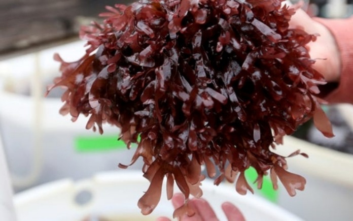 Rong biển không chỉ giàu dinh dưỡng mà còn đóng vai trò quan trọng trong ẩm thực. Dưới đây là những loại rong biển nổi tiếng cực ngon