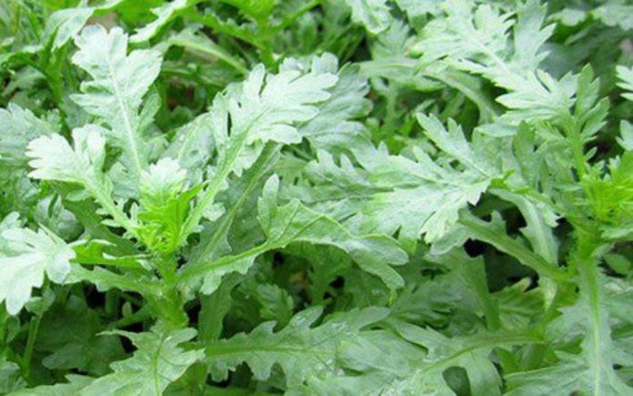 Với hương thơm dịu nhẹ và vị ngọt thanh, cải cúc được đánh giá cao về giá trị dinh dưỡng. Foodnk sẽ cùng bạn tìm hiểu về rau cải cúc nhé!