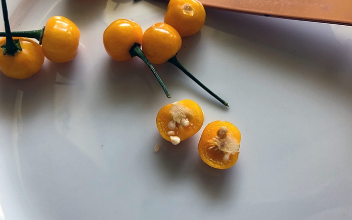 Aji Charapita có giá bán hàng nghìn đô la cho mỗi kilogram khi trên thị trường quốc tế. Vậy điều gì khiến ớt Aji Charapita đắt đỏ như thế?