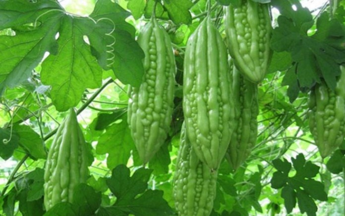 Mướp đắng là thực phẩm quen thuộc trong ẩm thực và chứa nhiều dinh dưỡng tốt cho sức khỏe. Foodnk sẽ cùng bạn tìm hiểu về mướp đắng nhé!