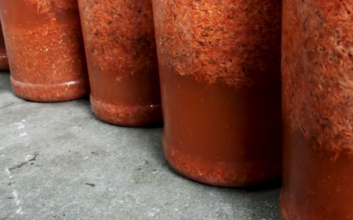 Mắm tép là một món ăn mà ai thưởng thức qua cũng xuyết xoa. Foodnk sẽ cùng bạn tìm hiểu về quy trình sản xuất mắm tép miền Tây  này nhé!