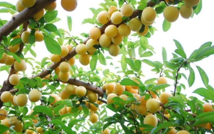 Quả mơ là loại thực phẩm bổ dưỡng với mùi vị ngon ngọt. Trong bài viết sau đây, Foodnk sẽ cùng bạn tìm hiểu về quả mơ này nhiều hơn nữa nhé!